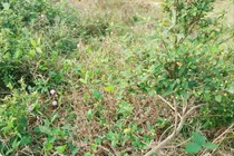 Cây dại mọc ven đường bỗng lên đời thành bonsai đẹp ngỡ ngàng