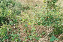 Cây dại mọc ven đường bỗng lên đời thành bonsai đẹp ngỡ ngàng