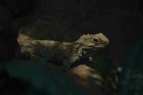 Kinh ngạc những loài động vật sống lâu nhất trên hành tinh