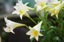 Những loài hoa đẹp nhưng lại chứa chất độc, số 1 cực quen thuộc 