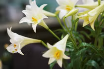 Những loài hoa đẹp nhưng lại chứa chất độc, số 1 cực quen thuộc 