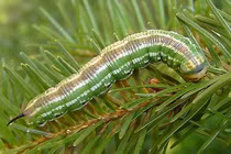 Kinh ngạc tài ngụy trang đỉnh cao của động vật