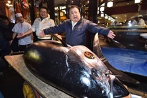 Cận cảnh cá ngừ "khủng" giá 72 tỷ, đại gia xuống tiền mua