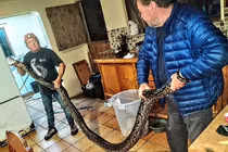 Nghe tiếng động lạ, kinh hãi thấy "quái thú" dài gần 5m dưới bếp