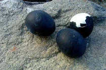 Quả trứng gà siêu lạ, màu đen như cục than giá tới 1 triệu đồng/quả