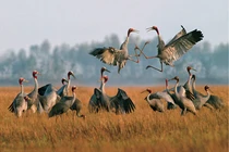 Top 9 loài chim đẹp, lạ bậc nhất Việt Nam