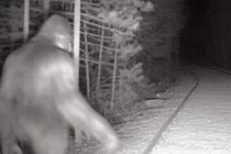 Video ghi lại tiếng hú bí ẩn nghi của "quái vật Bigfoot" huyền thoại