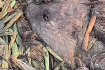 Phát hiện xác thủy quái trên bãi biển, chuyên gia lập tức vào cuộc 