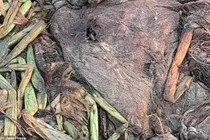 Phát hiện xác thủy quái trên bãi biển, chuyên gia lập tức vào cuộc 