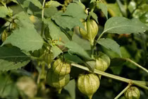 3 loài cây mọc dại bỗng lên đời thành đặc sản, nhiều người ưa chuộng