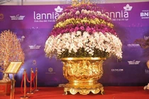 Cận cảnh chậu lan hồ điệp dát vàng gần 4 tỷ tại Hà Nội 