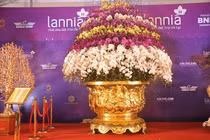 Cận cảnh chậu lan hồ điệp dát vàng gần 4 tỷ tại Hà Nội 