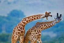 Ngỡ ngàng động vật sở hữu nhiều dạ dày, tiêu hóa được cả đá