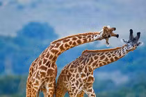 Ngỡ ngàng động vật sở hữu nhiều dạ dày, tiêu hóa được cả đá