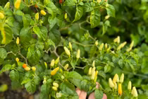 Khu vườn ngập tràn rau xanh, hoa trái của ca sĩ Mỹ Tâm