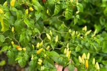 Khu vườn ngập tràn rau xanh, hoa trái của ca sĩ Mỹ Tâm