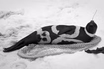 Loài hải cẩu siêu hiếm sở hữu bộ lông như ngựa vằn