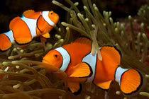 Top 6 loài cá sở hữu "siêu năng lực", khó tin nhất số 3