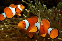 Top 6 loài cá sở hữu "siêu năng lực", khó tin nhất số 3