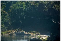 Loài nhện bắn tơ "siêu đẳng", dài đến hơn 25 mét làm... cầu qua sông