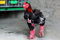 Giống gà “chân to” của Việt Nam “gây sốt” trên báo nước ngoài đắt cỡ nào?