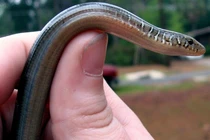  Loài rắn kỳ lạ, tự vỡ cơ thể tái sinh thần kỳ