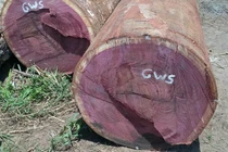 Kỳ lạ loại gỗ có khả năng đổi màu cực quý hiếm