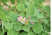 Xuân Giáp Thìn bàn chuyện: Cây thuốc, vị thuốc mang tên Rồng