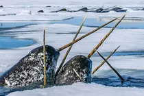 Cận cảnh loài động vật kỳ quặc khiến giới khoa học ngạc nhiên