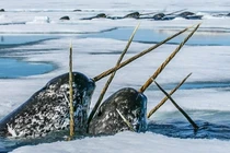 Cận cảnh loài động vật kỳ quặc khiến giới khoa học ngạc nhiên