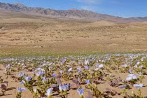 Ngắm những loài hoa khoe sắc ở sa mạc Atacama khô cằn