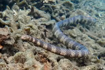 Những loài rắn biển có nọc độc cực mạnh ở Việt Nam