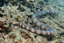 Những loài rắn biển có nọc độc cực mạnh ở Việt Nam