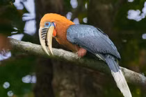 Cận cảnh loài chim có vẻ ngoài độc dị, nguy cấp nhất Việt Nam