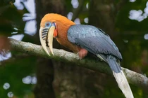 Cận cảnh loài chim có vẻ ngoài độc dị, nguy cấp nhất Việt Nam