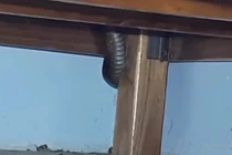 Nghe âm thanh lạ, kiểm tra hốt hoảng thấy "quái vật" 3m dưới gầm giường