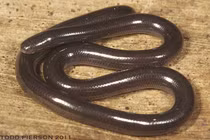 Sự thật bất ngờ về loài rắn nhỏ bé bị cho là cực kỳ độc