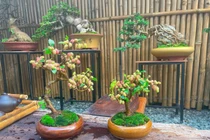 Bonsai dâu tằm dáng "siêu độc", giá tiền triệu nhiều người săn lùng