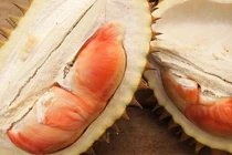 Loại sầu riêng cầu vồng quý hiếm, một cây ra đến 800 quả