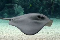 Bất ngờ đụng trúng "quái ngư" khổng lồ khi đánh cá trên biển