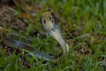 Tung cú đớp tử thần, rắn hổ mang chúa đoạt mạng trăn trong tích tắc