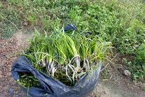 Bất ngờ 3 loại rau dại xưa cho lợn ăn nay thành "đặc sản" hút khách