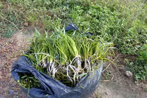 Bất ngờ 3 loại rau dại xưa cho lợn ăn nay thành "đặc sản" hút khách