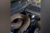 Nghe tiếng rít trong phòng tắm, hoảng hốt phát hiện "quái thú" ẩn nấp