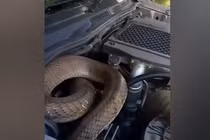 Nghe tiếng rít trong phòng tắm, hoảng hốt phát hiện "quái thú" ẩn nấp