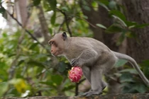 2 cá thể khỉ “quý như vàng” vừa thả về Khu bảo tồn Tà Cú