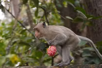 2 cá thể khỉ “quý như vàng” vừa thả về Khu bảo tồn Tà Cú