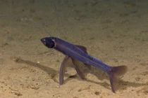 Những loài cá hình thù kỳ dị nhất hành tinh