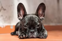 8 hiện tượng bí ẩn thú vị trong thế giới động vật