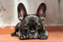 8 hiện tượng bí ẩn thú vị trong thế giới động vật